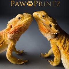 We rescue any reptile, arachnid, or amphibian http://t.co/sUkwtUZrtz…