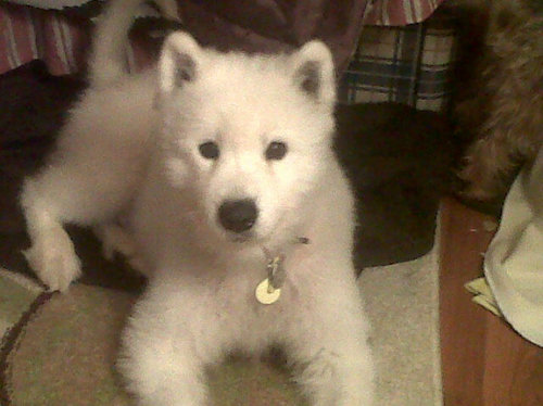 My name is Simba copland I am a cutely little boy my owner is becky copland