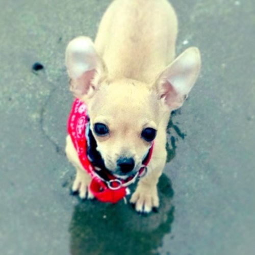 Small dog, Big Personality