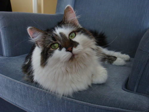 middlecrow's profile picture. 