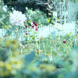 カメラ散歩が好きで、優しい、ふんわりした写真撮っています。