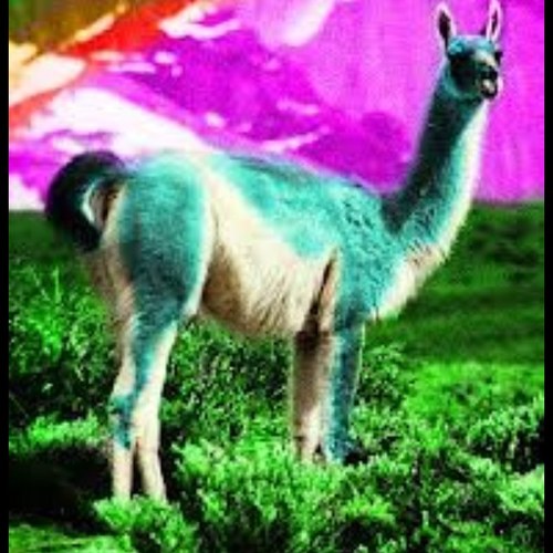 Day to day reports on the takeover of llamas.