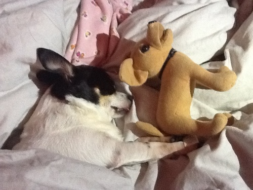 Live, Laugh, Love chihuahuas