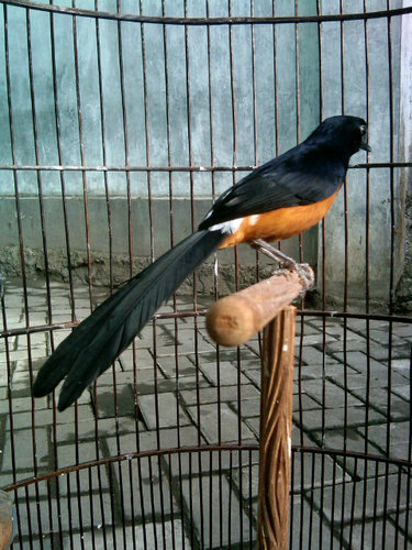 HafidzKM's profile picture. 