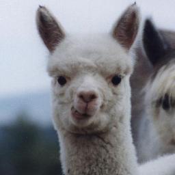 SistahCHowdy's profile picture. We lyke to squeeze our cows tits for this white substance and drink dat