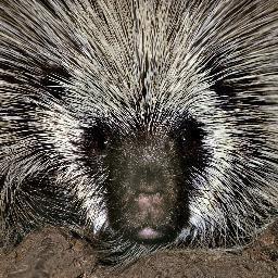 Just a lonely porcupine looking for a friend. #NASCARfollowback #NFB 
#DoubleJGang 
#Se7en