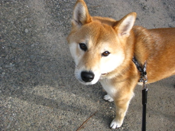 Dainty Shiba princess. In possession of two humans: @katanadash and @teapot_rabbit.