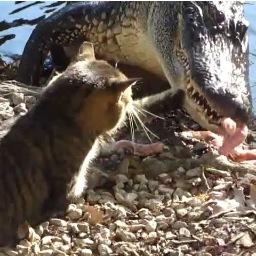 chrono_saga's profile picture. 