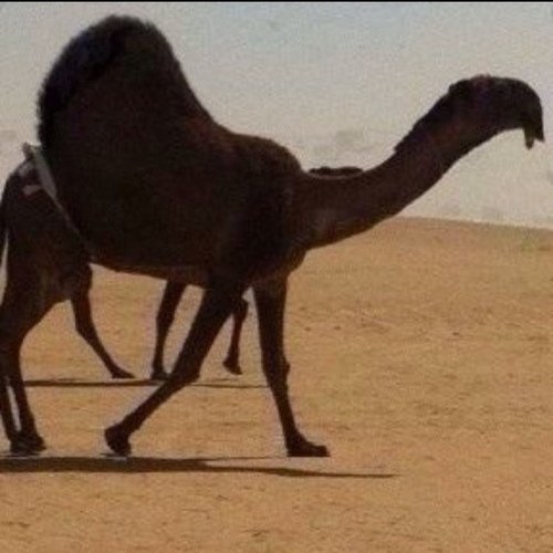 لعرض نوادر الإبل فقط.....للتواصل