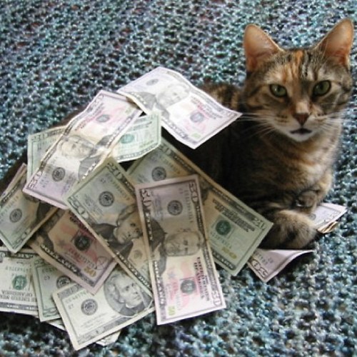 money cat