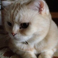 にゃんIBD (@nekosanpo) Twitter profile photo