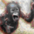 codemonkey256's profile image