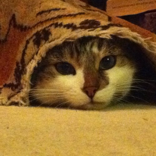 ford_joanna's profile picture. 