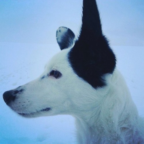 golubictom's profile picture. IT professional, car lover, F1 fan, dog owner, missing 99% of important shots in tennis