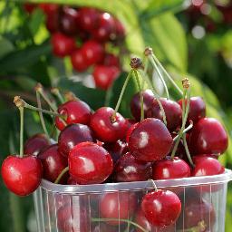 Rent a Cherry Tree from our orchard in Northiam or come and find us at one of the many farmers markets we attend & buy fresh cherries direct from us.