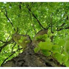 Eco-Emporium is a UK eco shop. Wind powered tweets direct from Eco Towers. Product info, news, eco chat and more...