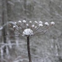 Anj Kirby (@annette_kirby) 's Twitter Profile