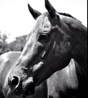 Small holding in Hout Bay Cape Town, tweeting the process of turning this place into an equestrian estate. We are all about equines and showjumping!