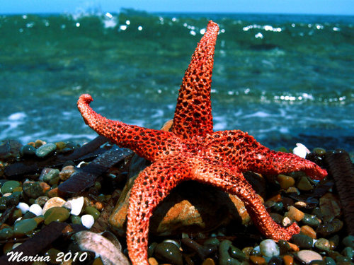 Stella Marina - Salento