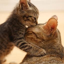 kosl90's profile picture. Coder
&lt;script&gt;alert(1)&lt;/script&gt;