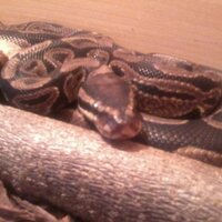 Marc Nattkämper (@71ernatti) 's Twitter Profile