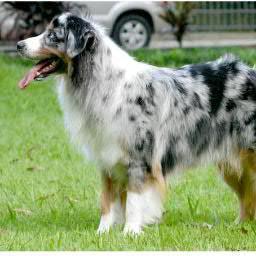 kokinf's profile picture. Профессия дизайнер одежды. Хобби собаки. Любимая порода йорки.
Всегда в наличии недорогая одежда для йорков http://t.co/T4m2uQkx