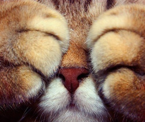 tweekspb's profile picture. Бегущий человек