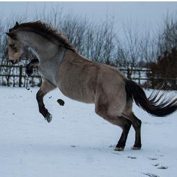 I'm an equine and canine photographer who specialises in natural light portraits.