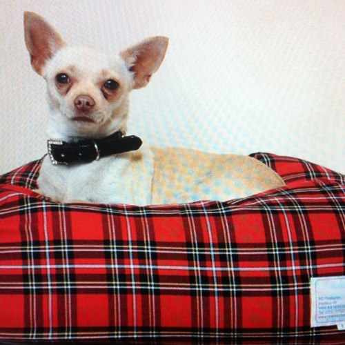 rdhondenbed's profile picture. RD Producten is producent van het RD Hondenbed. Het fijnste plekje voor uw hond. http://t.co/Cq2zNOGi