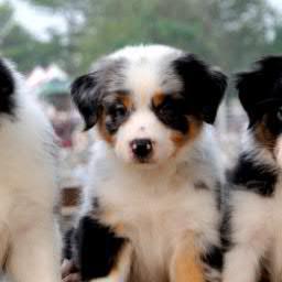 robushido's profile picture. Студентка, комсомолка, отличница. Для маленьких собак, костюмы для собак http://t.co/Sn9tMlaq