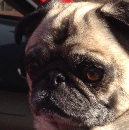 AndrewElfman's profile picture. 