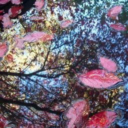 Pamelakat's profile picture. 