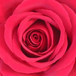 TranquilityRose's profile picture. Working Mum with an interest in photography and enjoying the countryside around us.