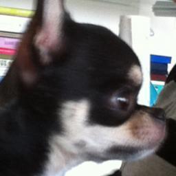 I'm Chiwi,i am a Chihuahua!