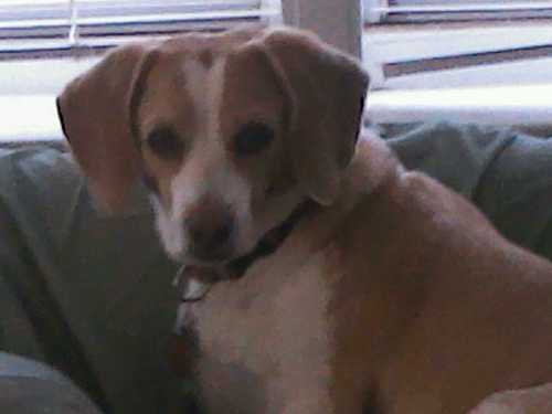 friend of beagles