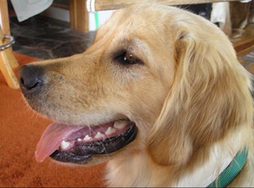 TheWalkingFido's profile picture. Just a dog, trapped in Woodbury. Working on escaping, or tearing up the Governer's couch.