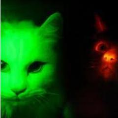 Hola, soy un simple gato . #TeamFollowBack ?