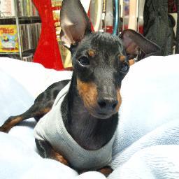 野球(オリックス)とサッカー(湘南)とロックと自分の車が好きです。犬とプロレスと競馬と麻雀とアメフト(SEA)といくつかのゲームも好きです。TBO&Tommy IGA JuniorsとGEKIYAKU!と4000ALLというバンドのメンバーです。コーラはコカ・コーラに限る。トイマンチェスターテリアを飼っていま した😢