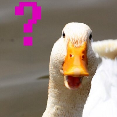 Image result for duck confused