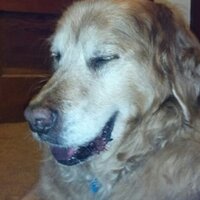 KU Jayhawk s (@tbrizendine) 's Twitter Profile