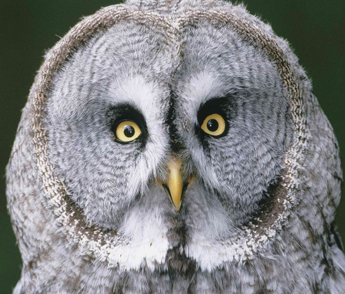 adventuredog1's profile picture. 