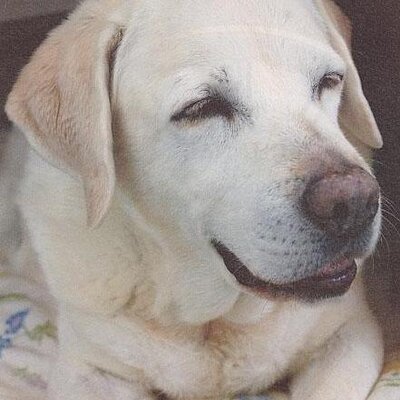 regacy846's profile image