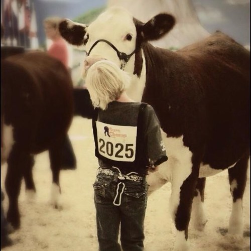 StockShowLife1's profile picture. 