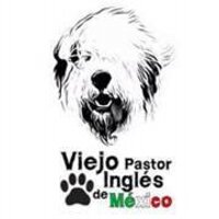 PerrosPerdidosMx on X: Adopción responsable para este cachorro de Viejo Pastor Inglés, tiene 6 meses y mucha energía! Sus dueños realmente no pueden hacerse cargo de él y permanece todo el día