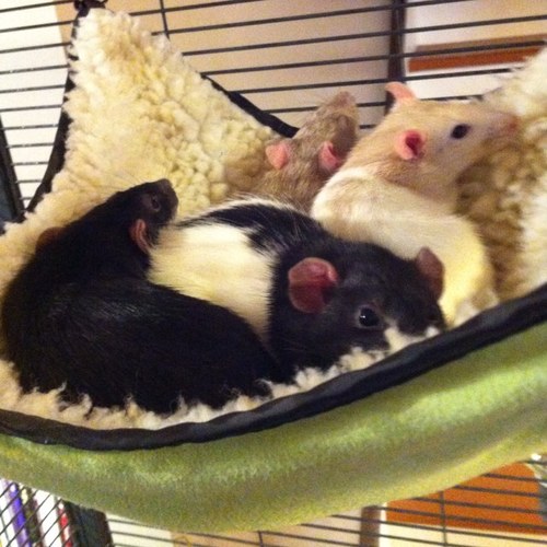 The everyday musings from a family of pet rats