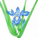 Iris Bloom - @IrisBloom7 - Twitter