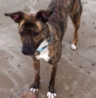 I'm a handsome Lurcher. I like running & cuddles on the sofa. I howl to the Blue MCFC moon rising over Manchester