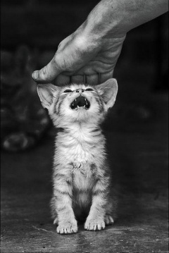 AnimalHelpTwitt Profile Picture