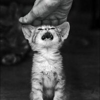 PalīdzēsimDzīvniekie (@animalhelptwitt) 's Twitter Profile