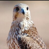 النداوي (@aa20_ss) 's Twitter Profile